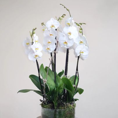 Phalaenopsis Double White